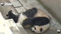 18 minut a 3 vteřiny. Takový je nový zaznamenaný rekord v sexu, který „vytvořily“ ve středisku v čínské provincii Sečuan vzácné pandy velké. 