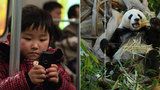 Po lidech i pandy: Chlupáče ohlídá nová aplikace, rozezná jejich obličeje