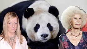 Trapas BBC! Pandí samice mezi ženami roku