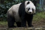 Hongkongská panda Ťia-ťia útočí na rekord v dlouhověkosti. Je jí 37 let!