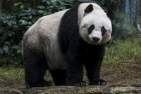 Pandí důchodkyně: Hongkongská panda útočí na rekord v dlouhověkosti!