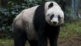 Hongkongská panda Ťia-ťia útočí na rekord v dlouhověkosti. Je jí 37 let!