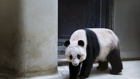 Hongkongská panda Ťia-ťia útočí na rekord v dlouhověkosti. Je jí 37 let!