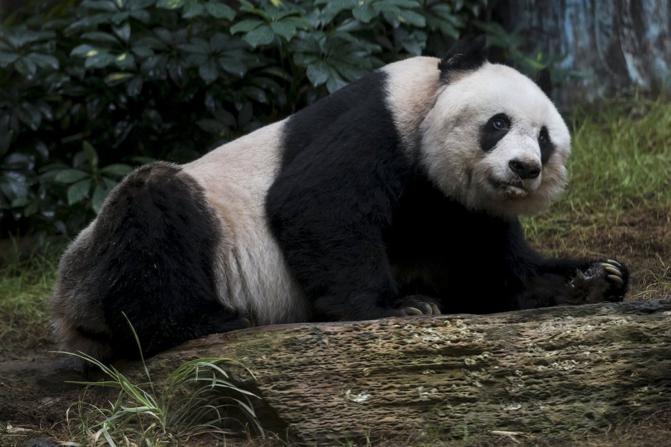 Hongkongská panda Ťia-ťia útočí na rekord v dlouhověkosti. Je jí 37 let!