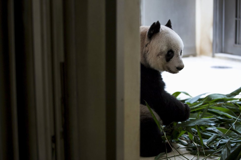 Hongkongská panda Ťia-ťia útočí na rekord v dlouhověkosti. Je jí 37 let!