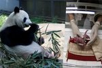 Panda velká z tokijské ZOO porodila jedno z dvojčat