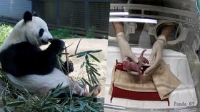 Panda velká z tokijské ZOO porodila jedno z dvojčat