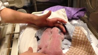 Torontská ZOO přenášela narození pandích dvojčat v přímém přenosu