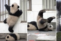 Vzpoura v rezervaci: Velký pandí útěk!