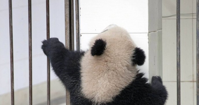 Panda se rozhodla zabít nudu a prozkoumat svět.