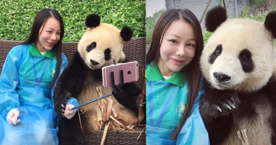 Fotogenická panda se stala hitem v Číně.