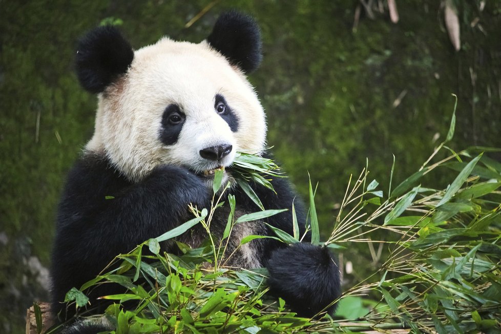 Zoo Praha by mohla pandy velké získat v roce 2021.