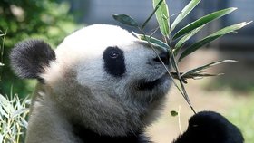 Prolomení ledů mezi velmocemi. Čína se vrací k pandí diplomacii, do USA pošle dvě pandy