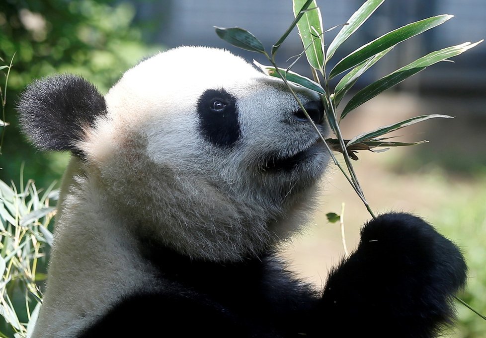 Panda velká z tokijské zoo porodila jedno z dvojčat.