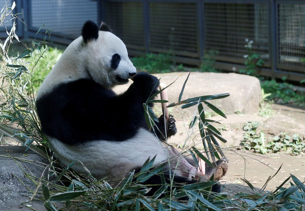 Panda velká z tokijské ZOO porodila jedno z dvojčat.