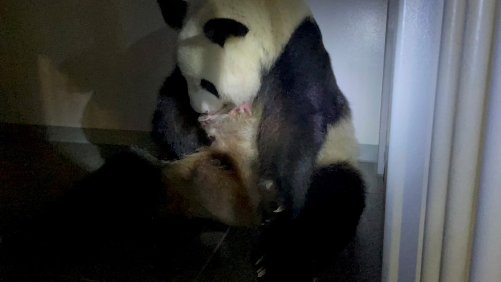 Panda velká z tokijské ZOO porodila jedno z dvojčat