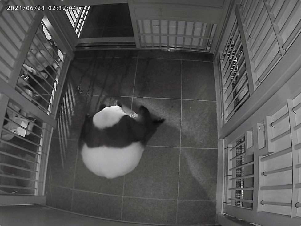 Panda velká z tokijské ZOO porodila jedno z dvojčat