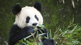 Pandy v pražské zoo nebudou: Bobek svádí neúspěch na druhé, řekl Zeman. Za zvířata by se přimluvil