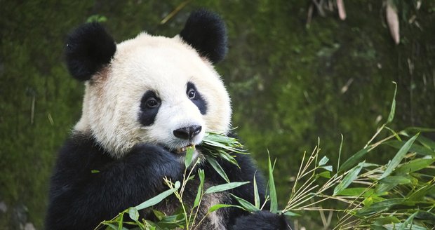 Pandy v pražské zoo nebudou! Zeman o ně Čínu nepožádal, projekt zastavili