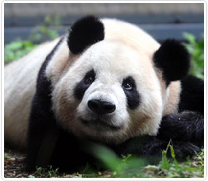 Dvojčata pandy velké se narodila v Tokijské zoo