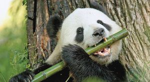 Černé stíny, bílý sníh: Záhada pandích barev vyřešena!