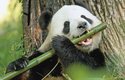 Díky ochranářským programům byla panda v roce 2016 přeřazena v Červeném seznamu z kategorie druh ohrožený vyhynutím do kategorie zranitelný