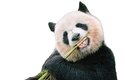 Podle nalezených zubů se zdá, že A. nikolovi byl podobně velký jako dnešní panda velká