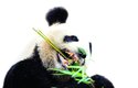 Panda velká (Ailuropoda melanoleuca) dává přednost bambusovým stonkům tvořeným celulózou před listím plným bílkovin