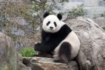 Agresivní panda napadla farmáře. On za to vysoudil tučné odškodnění. - ilustrace