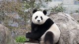 Agresivní panda potrhala farmáře: Vysoudil skoro 2 miliony!