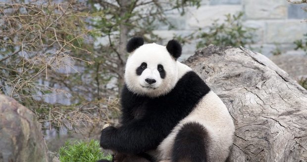 Ohrožená panda velká.