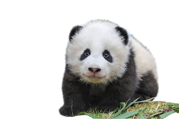 Díky ochranářským programům byla panda v roce 2016 přeřazena v Červeném seznamu z kategorie druh ohrožený vyhynutím do kategorie zraniteln