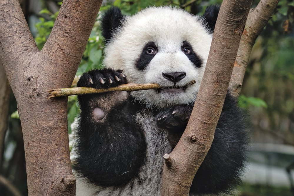 Současná panda velká (Ailuropoda melanoleuca) předvádí funkci falešného palce