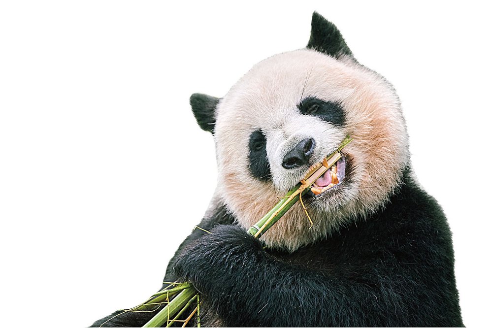 Podle nalezených zubů se zdá, že A. nikolovi byl podobně velký jako dnešní panda velká