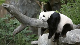 Panda v Zoo ve Washingtonu