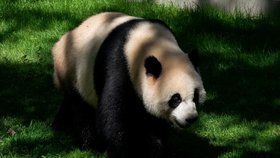 Panda v Zoo ve Washingtonu