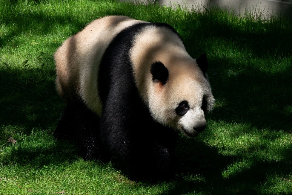 Panda v zoo ve Washingtonu