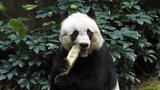 Nejstarší panda chovaná v zajetí zemřela! Kolik pandí babičce vlastně bylo?