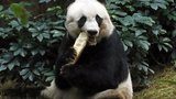 Nejstarší panda chovaná v zajetí zemřela! Kolik pandí babičce vlastně bylo?