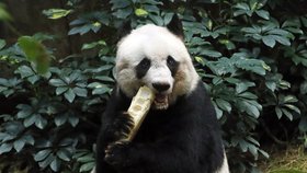 Nejstarší panda v zajetí Ťia-ťia