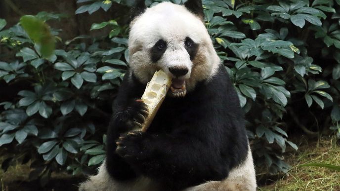 Nejstarší panda v zajetí Ťia-Ťia