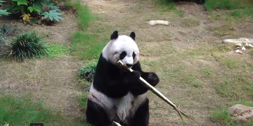 Nejstarší panda v zajetí Ťia-ťia zemřela ve věku 38 let.