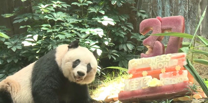 Nejstarší panda Ťia-ťia slavila 37. narozeniny.