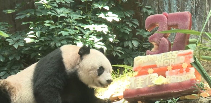 Nejstarší panda Ťia-ťia slavila 37. narozeniny.