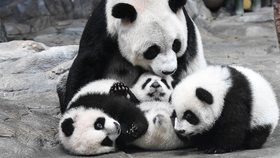 To bylo radosti! Pandí miminka z čínské zoo v Kuang-čou jsou po čtyřměsíční odluce konečně zase spolu u mámy!