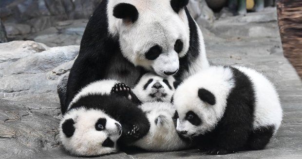 Vzácná pandí trojčata z Číny: Konečně je ukázali mamince!