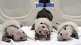 Srpen 2014 - Když se pandí trojčata na konci července narodila, vážila od 83 do 122 gramů.