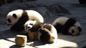 Trojčátka pandy jsou vzácností.