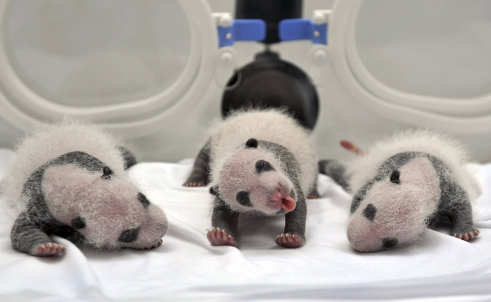Srpen 2014 - Když se pandí trojčata na konci července narodila, vážila od 83 do 122 gramů.