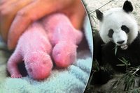 Senzace: Panda v zoo porodila dvojčátka! Ve volné přírodě by přežilo jen jedno mládě